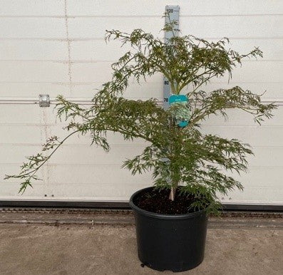 Acer Inaba-shidare 80cm 38cm Pot