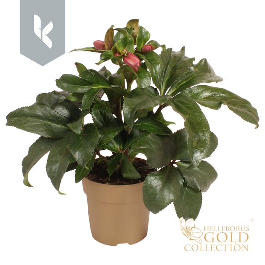 Helleborus Ice N' Roses Early Rose 60cm 15cm Pot