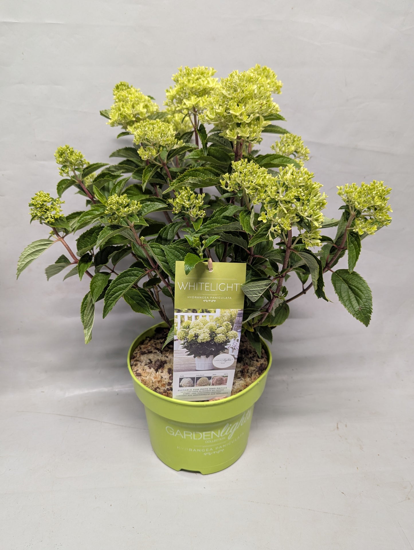 Hydrangea paniculata 55cm 23cm Pot