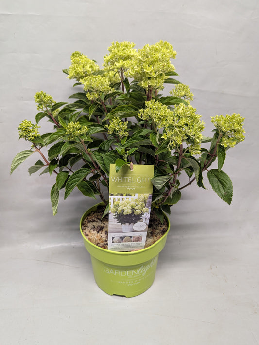 Hydrangea paniculata 55cm 23cm Pot