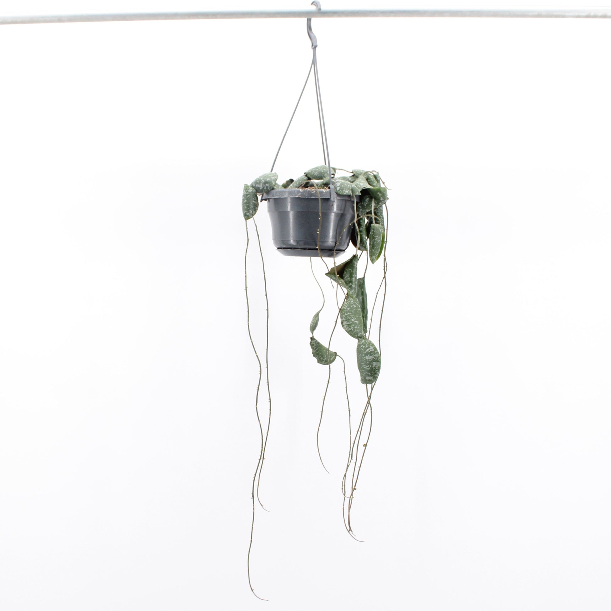 Zeur Niet, kwekerij Hoya imbricata Pack of 8