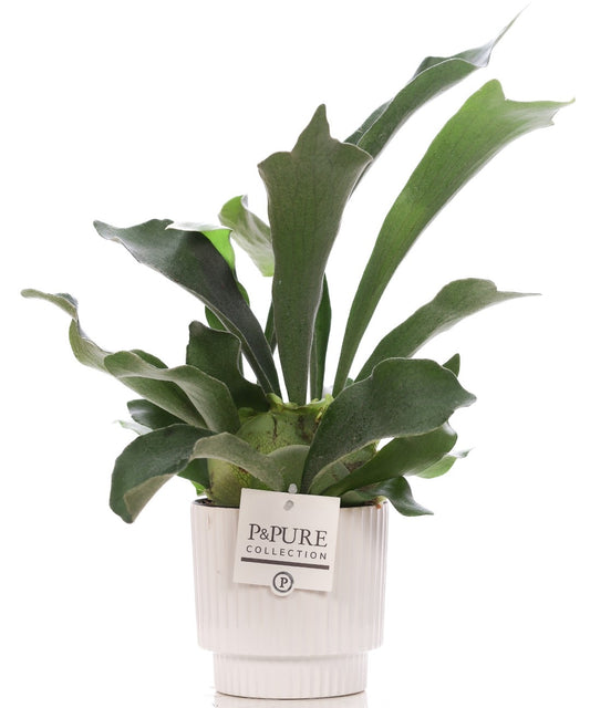 Platycerium bifurcatum 40cm 12cm Pot
