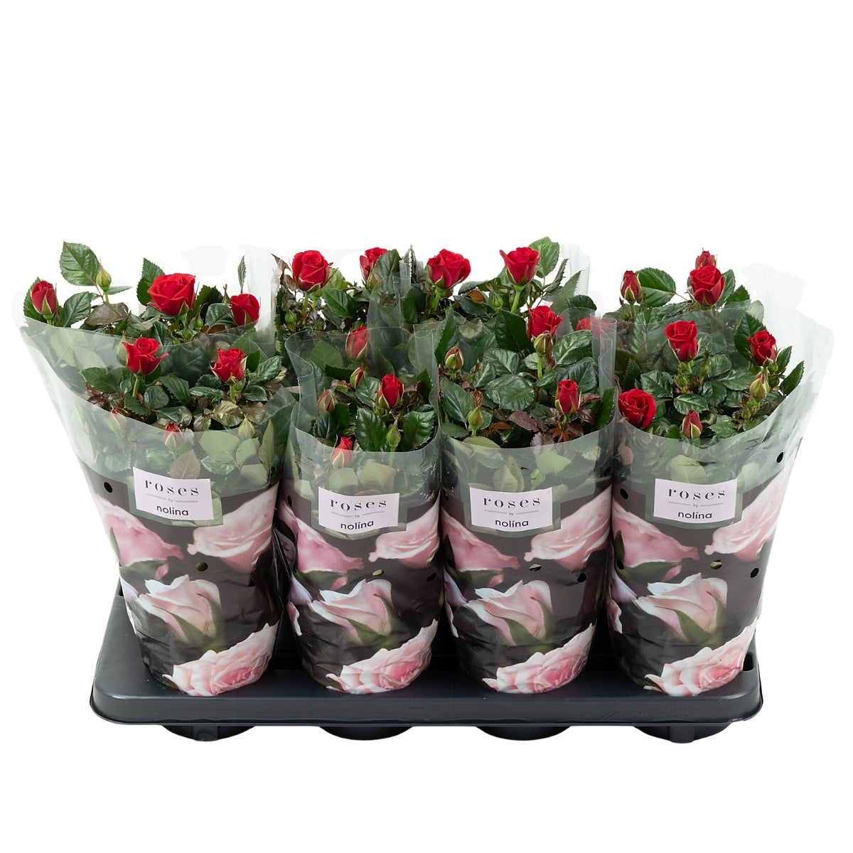 Nolina Kwekerijen Rose Patiohit red Pack of 8