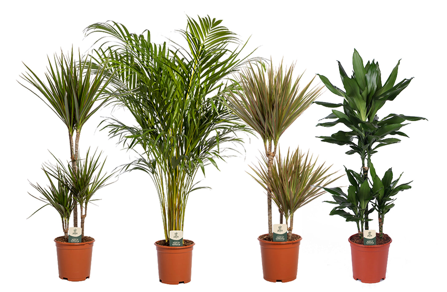 Foliage houseplants mix 95cm 21cm Pot