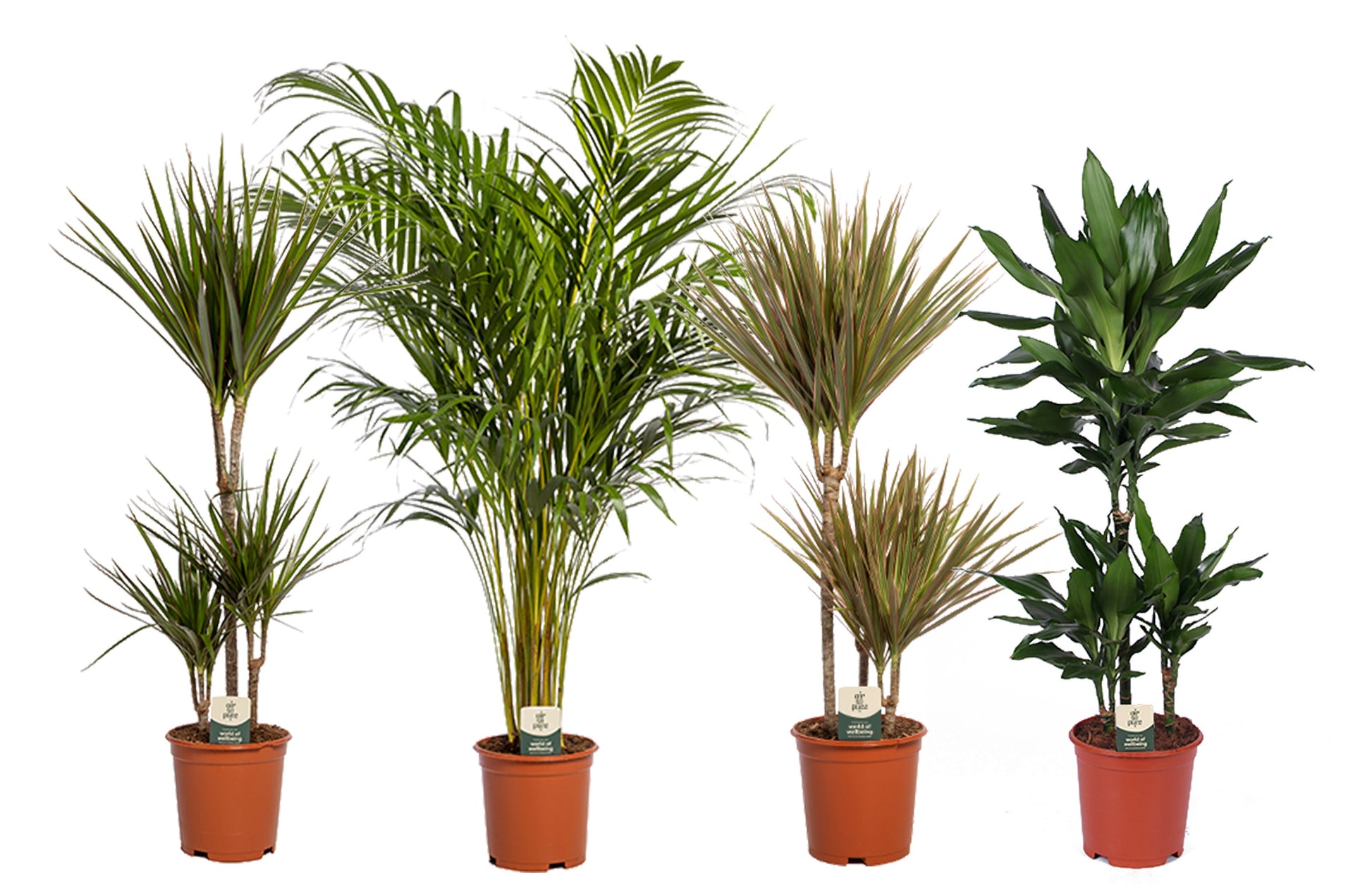 Foliage houseplants mix 95cm 21cm Pot