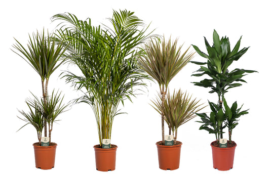 Foliage houseplants mix 95cm 21cm Pot