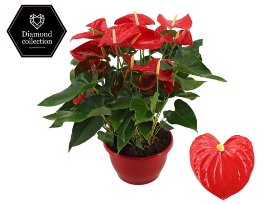 Anthurium Esudo 50cm 25cm Pot