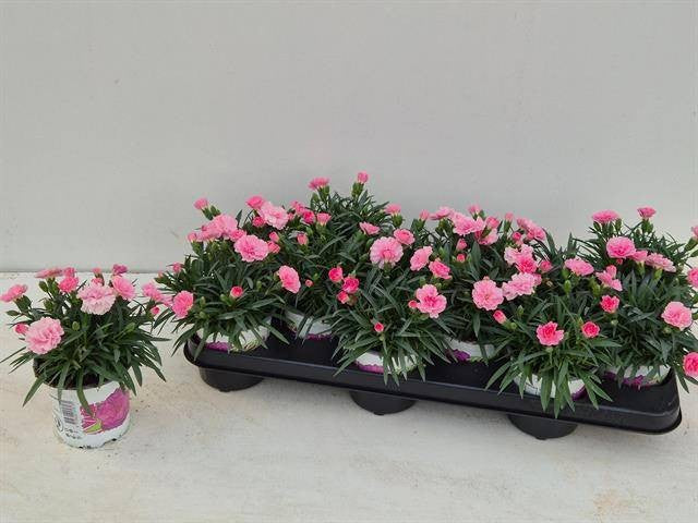 Dianthus I Love U 20cm 10.5cm Pot