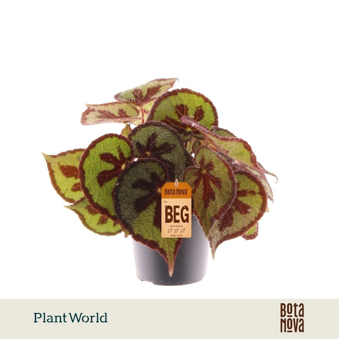 Begonia Mountain 30cm 14cm Pot