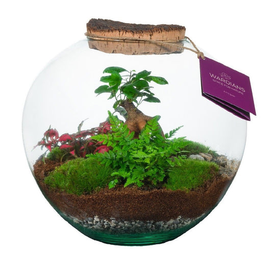 arr. Terrarium 28cm 26cm Pot
