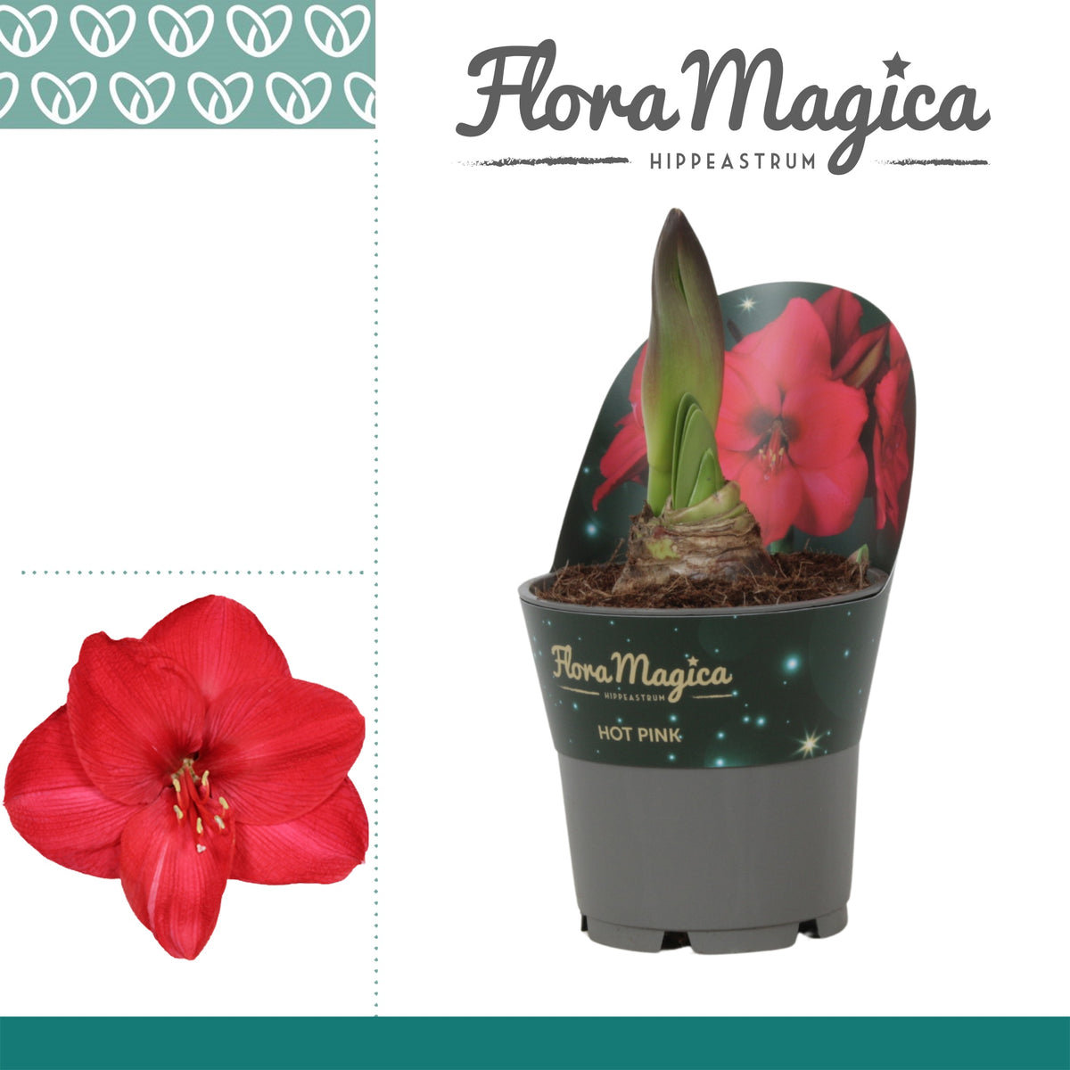 Hippeastrum 25cm 12cm Pot