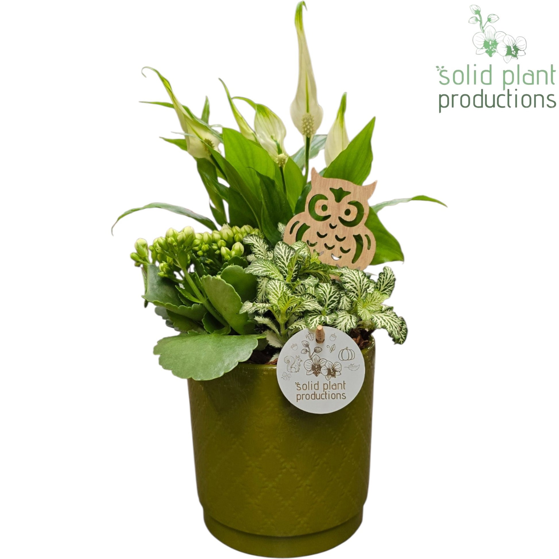 Solid Plant Productions SP001 Amy Green White Pack of 6
