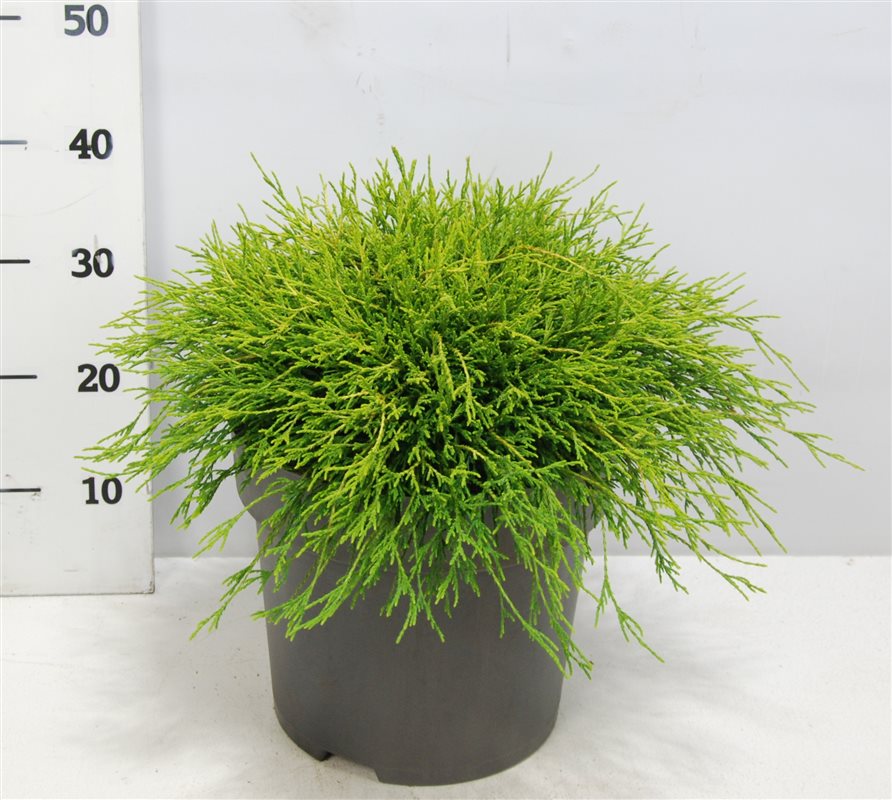 Chamaecyparis Sungold 45cm 32cm Pot