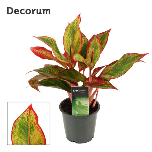 Aglaonema Hybrid 30cm 12cm Pot