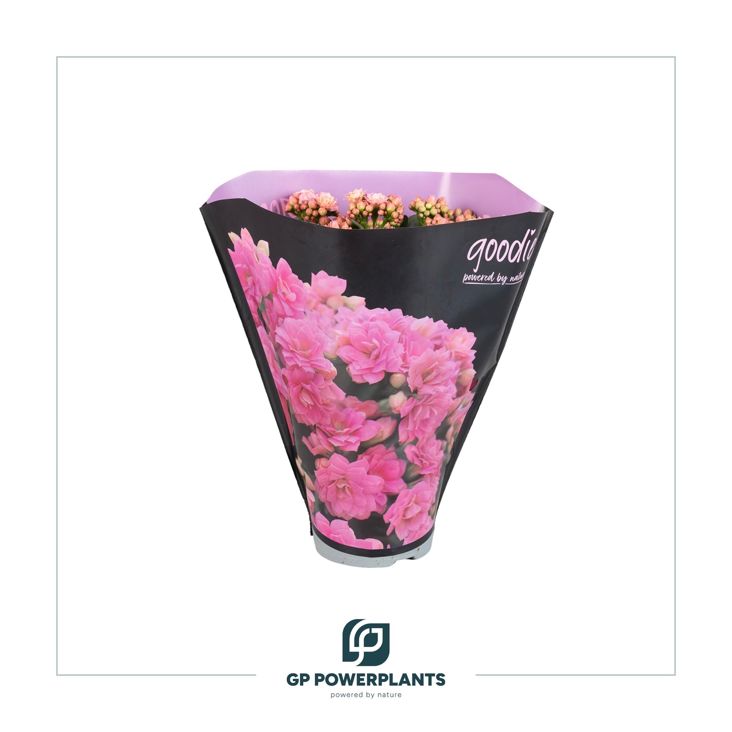 Kalanchoe Perfecta Pink 24cm 510cm Pot