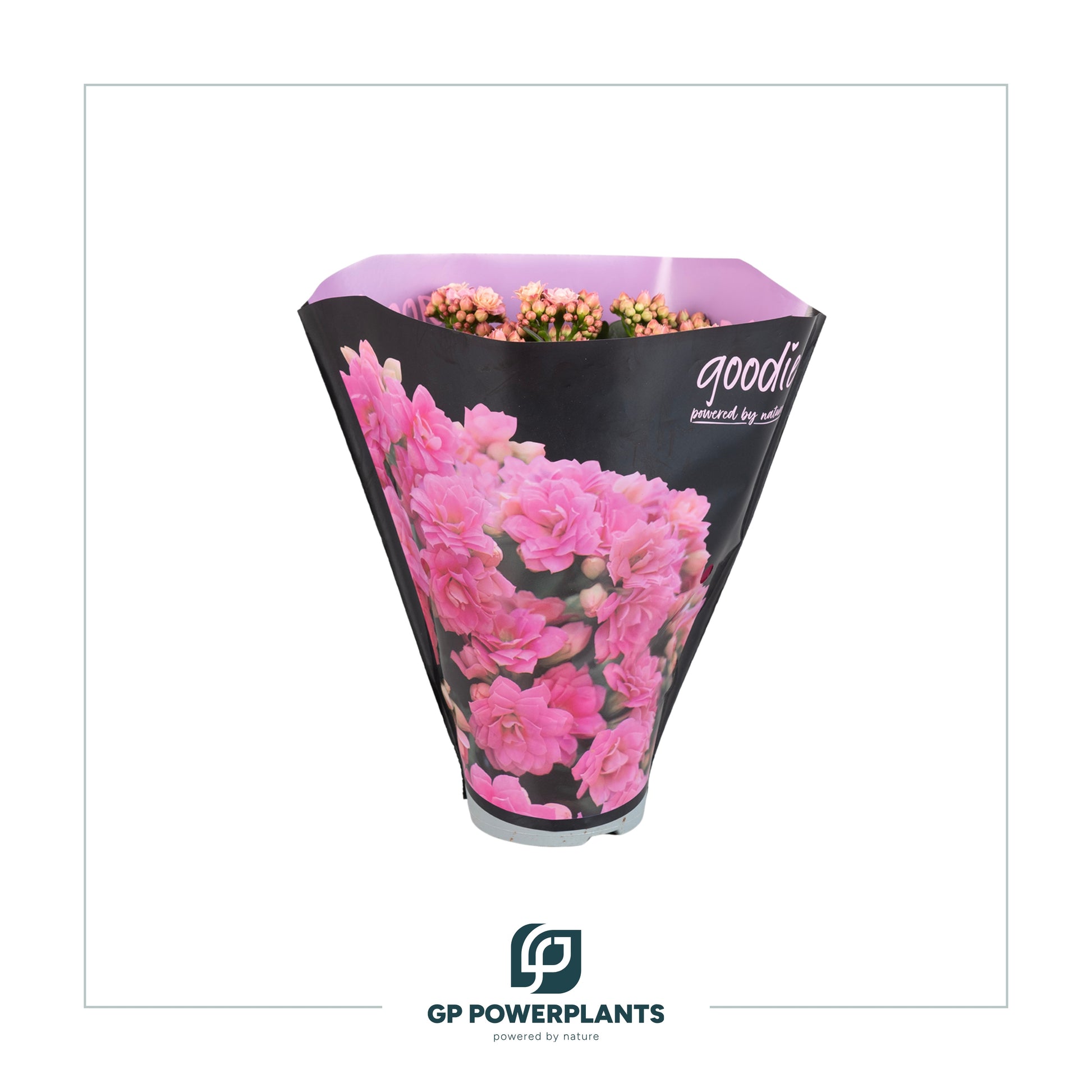 Kalanchoe Perfecta Pink 24cm 510cm Pot