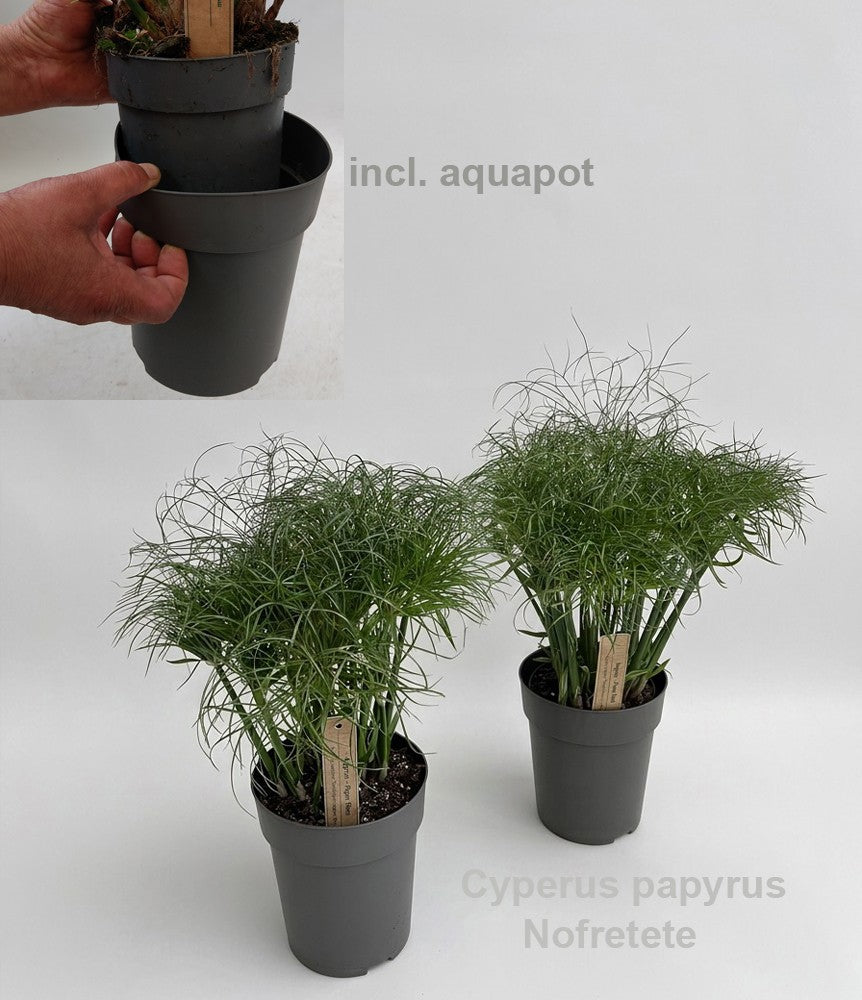 Hofstede Hovaria Cyperus papyrus Nofretete Pack of 6