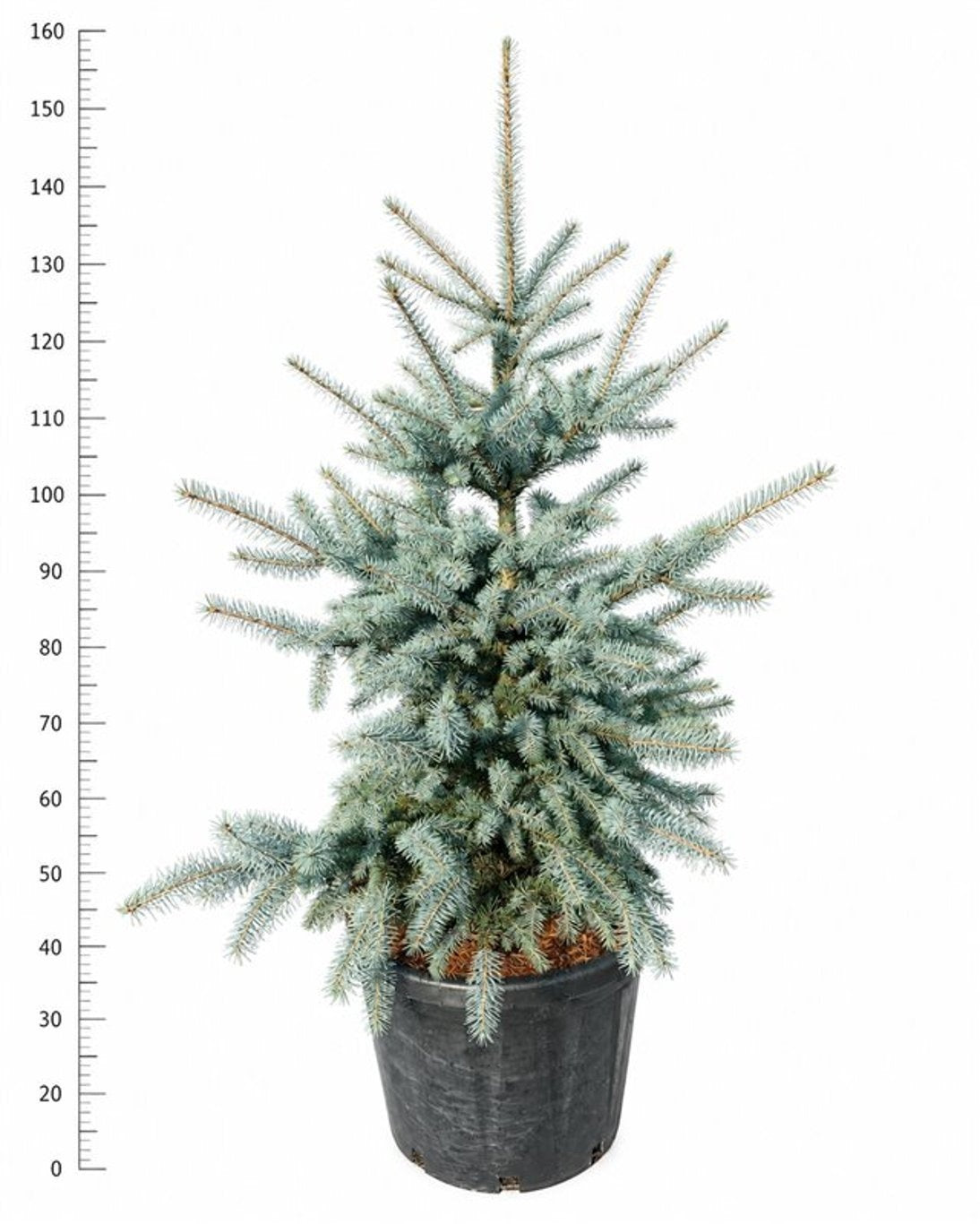 Picea pungens 150cm 48cm Pot