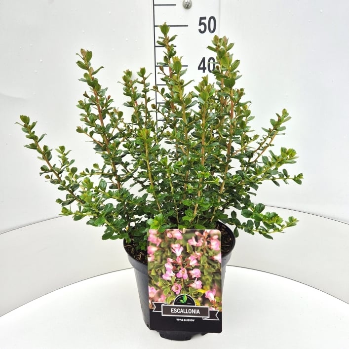Escallonia Apple Blossom 50cm 28cm Pot