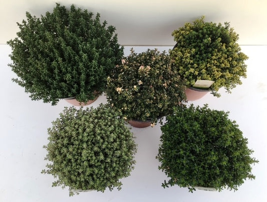 Garden Herbs mix 35cm 18cm Pot