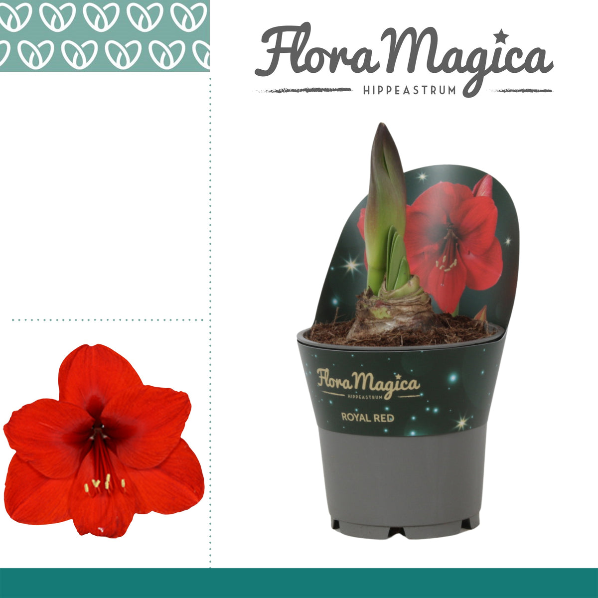 Hippeastrum 25cm 12cm Pot