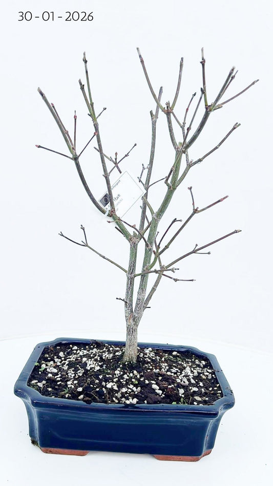 Acer Seiryu 40cm 23cm Pot