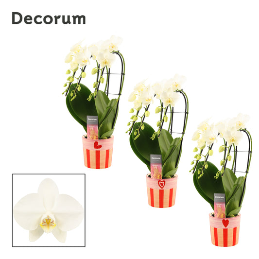 Phalaenopsis white 50cm 12cm Pot