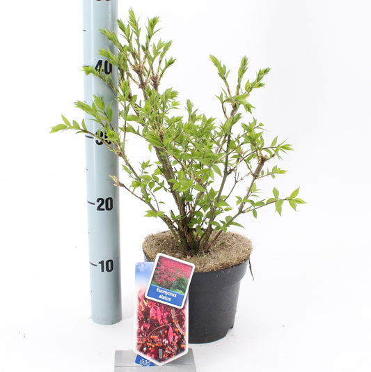 Euonymus alatus 40cm 17cm Pot