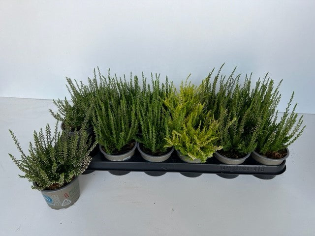 Boomkw. R. Wijsman VOF Calluna Beauty Ladies mix Pack of 18