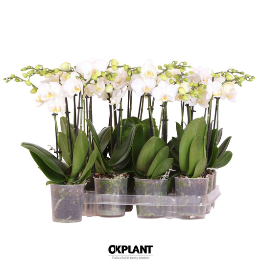 Phalaenopsis multiflora white 40cm 9cm Pot