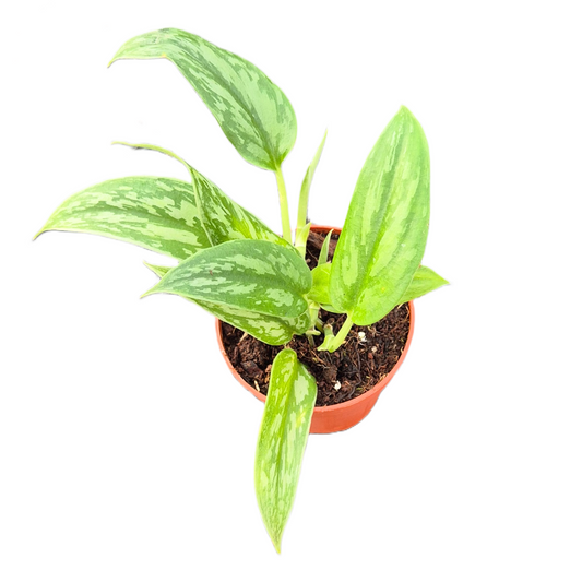 Scindapsus 15cm 9cm Pot