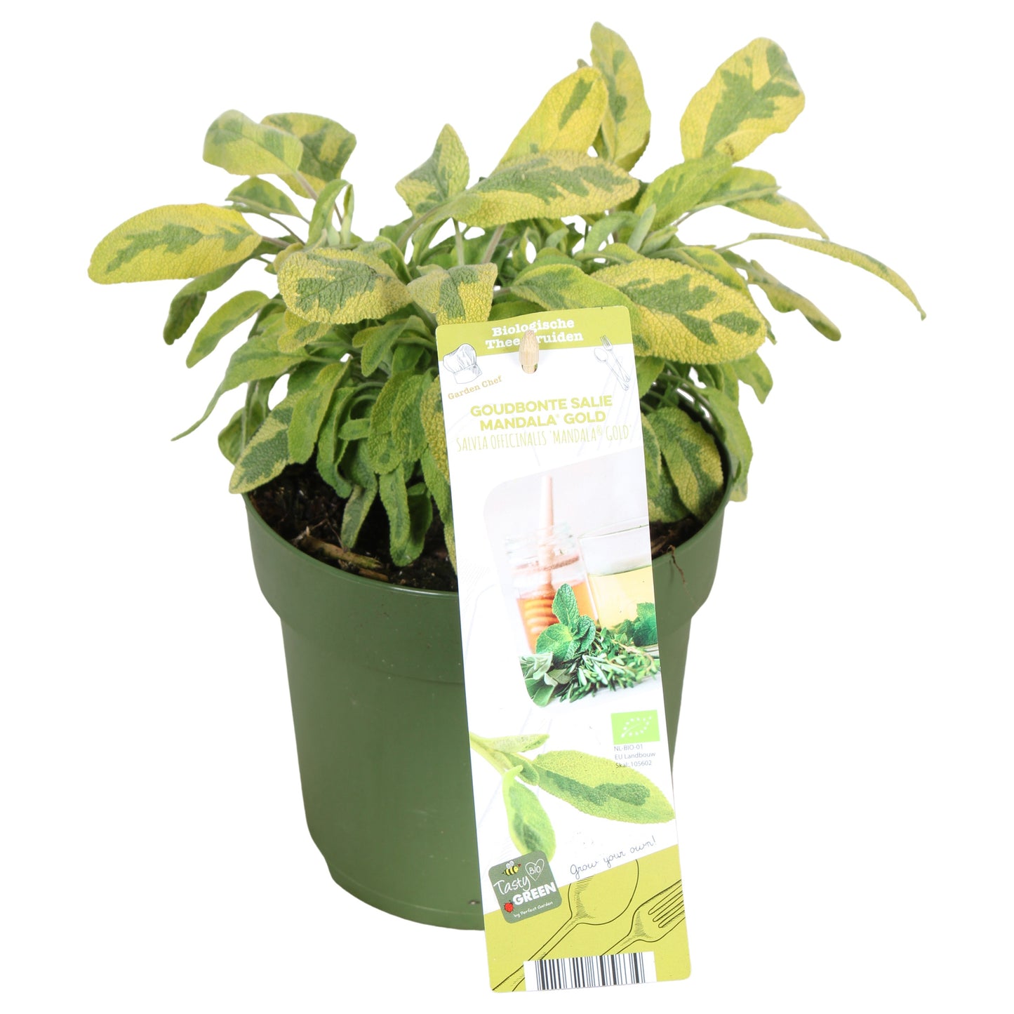 Salvia off. Icterina 30cm 14cm Pot