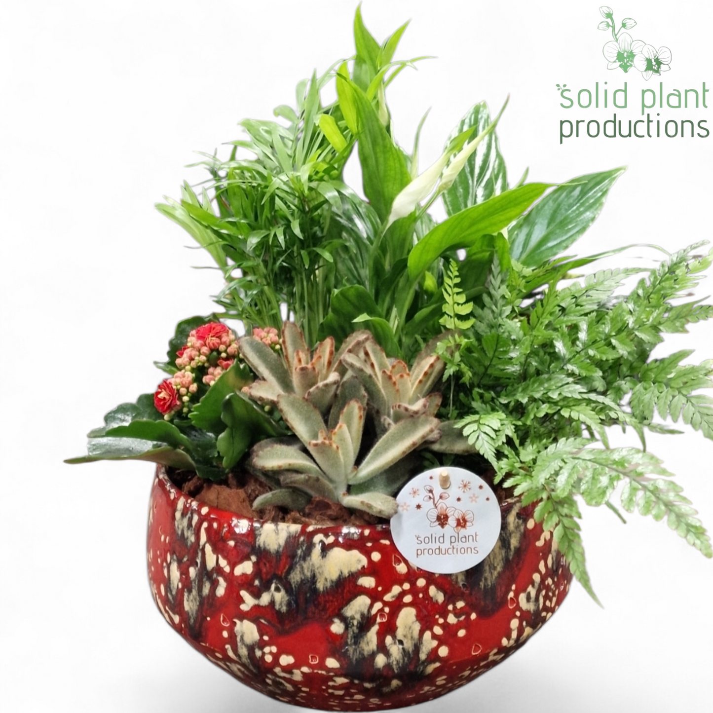 SC092 Sophia Small Red 5PP Mix 40cm 24cm Pot