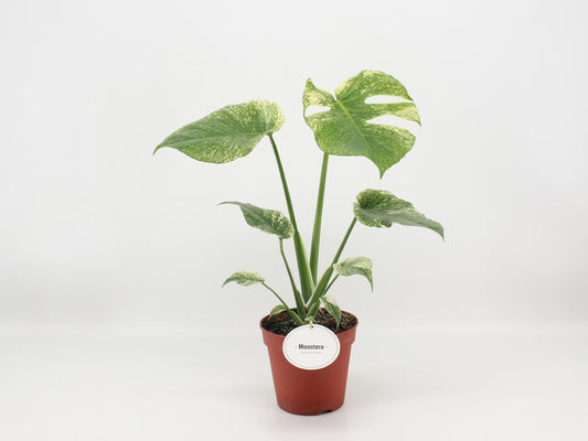 Monstera Variegated 45cm 15cm Pot