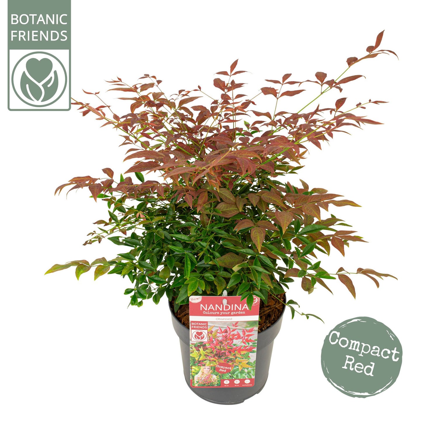Nandina domestica Obsessed 45cm 19cm Pot