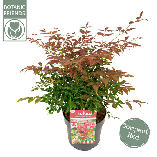 Nandina domestica Obsessed 45cm 19cm Pot