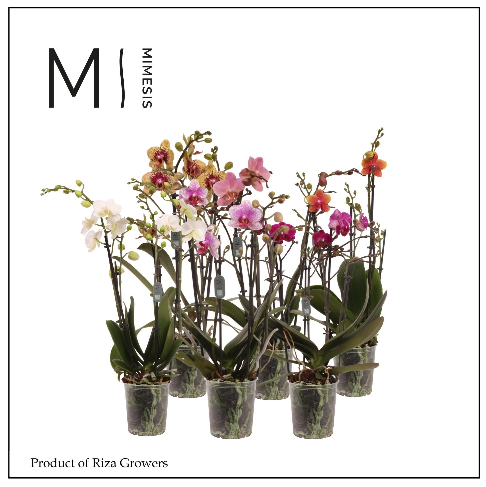 Phalaenopsis mix Mimesis 40cm 12cm Pot