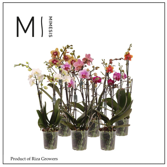 Phalaenopsis mix Mimesis 40cm 12cm Pot