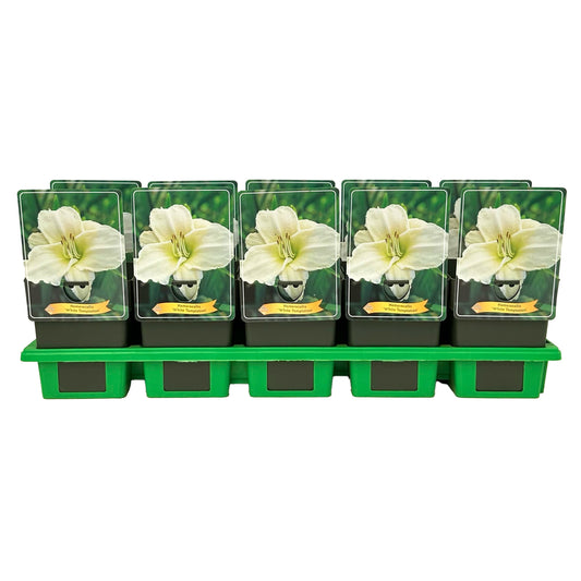 Hemerocallis White Temptation 25cm 11cm Pot