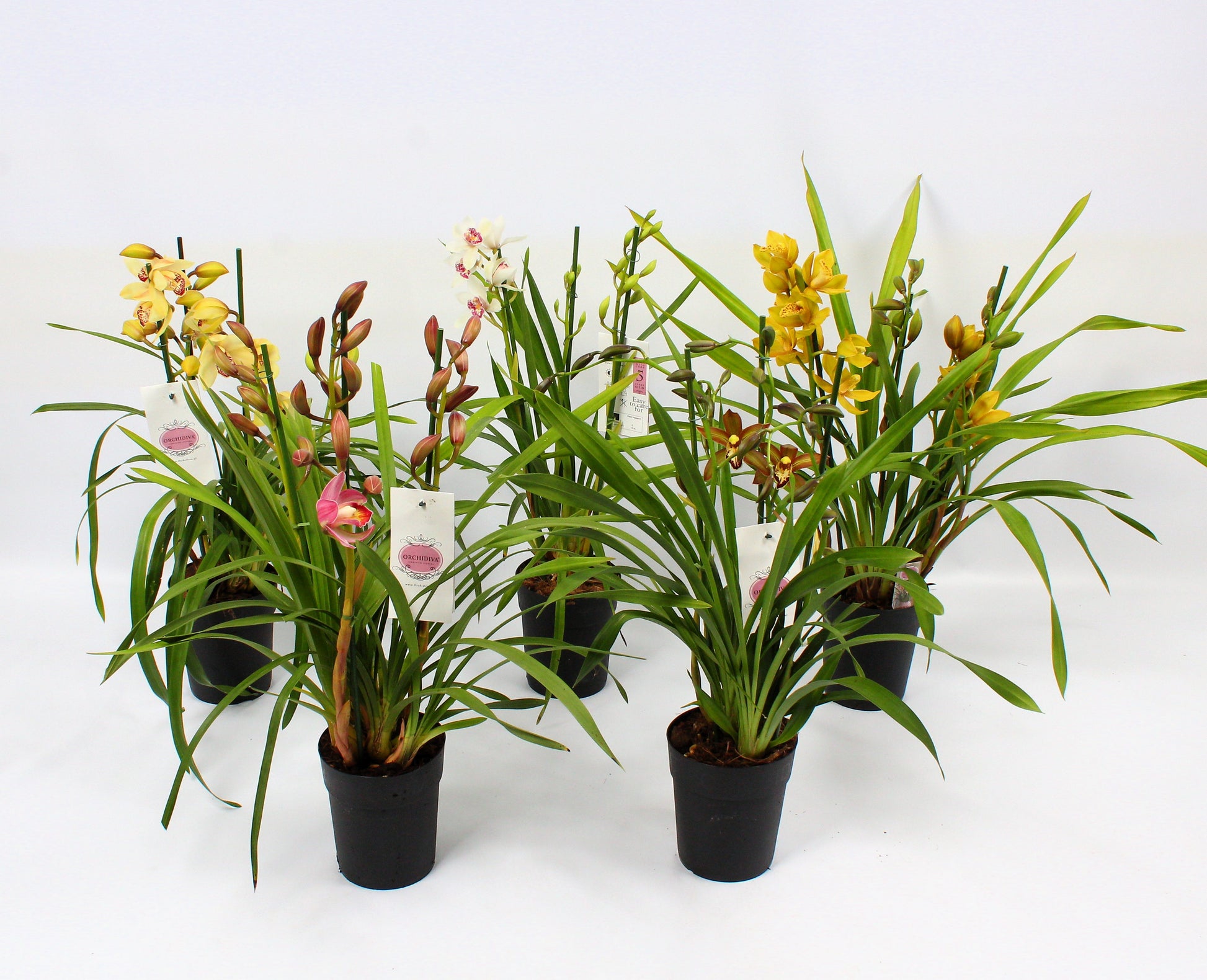 Orchidiva Cymbidium Piccobello mix Pack of 7