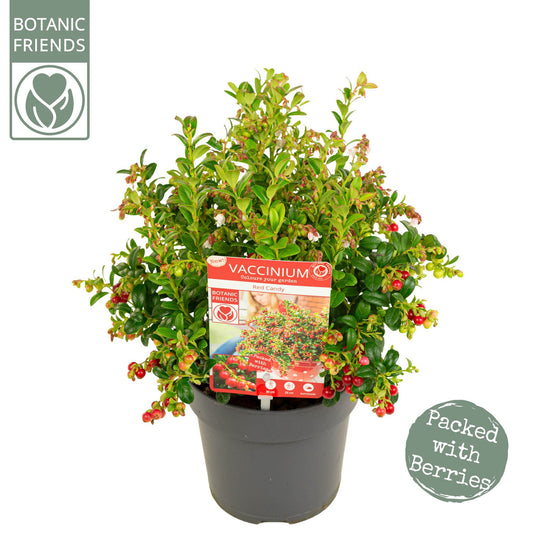 Vaccinium vitis-idaea Red Candy 30cm 15cm Pot