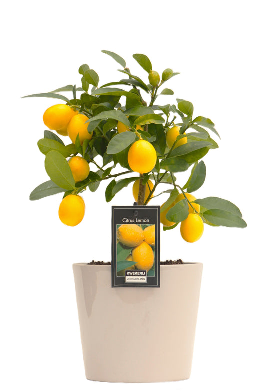 Citrus Lemon 34cm 16cm Pot