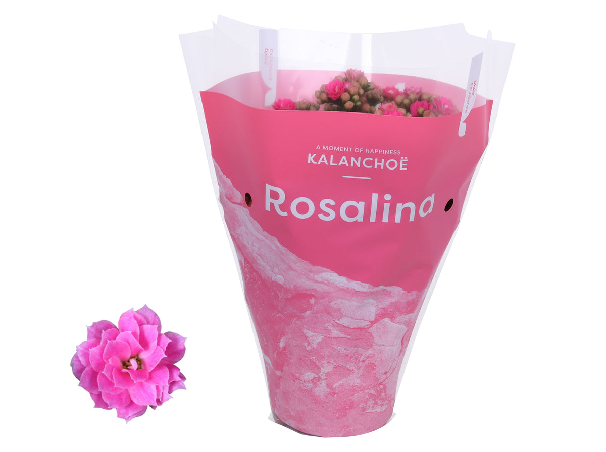 Kalanchoe Rosalina Don Nando 27cm 12cm Pot