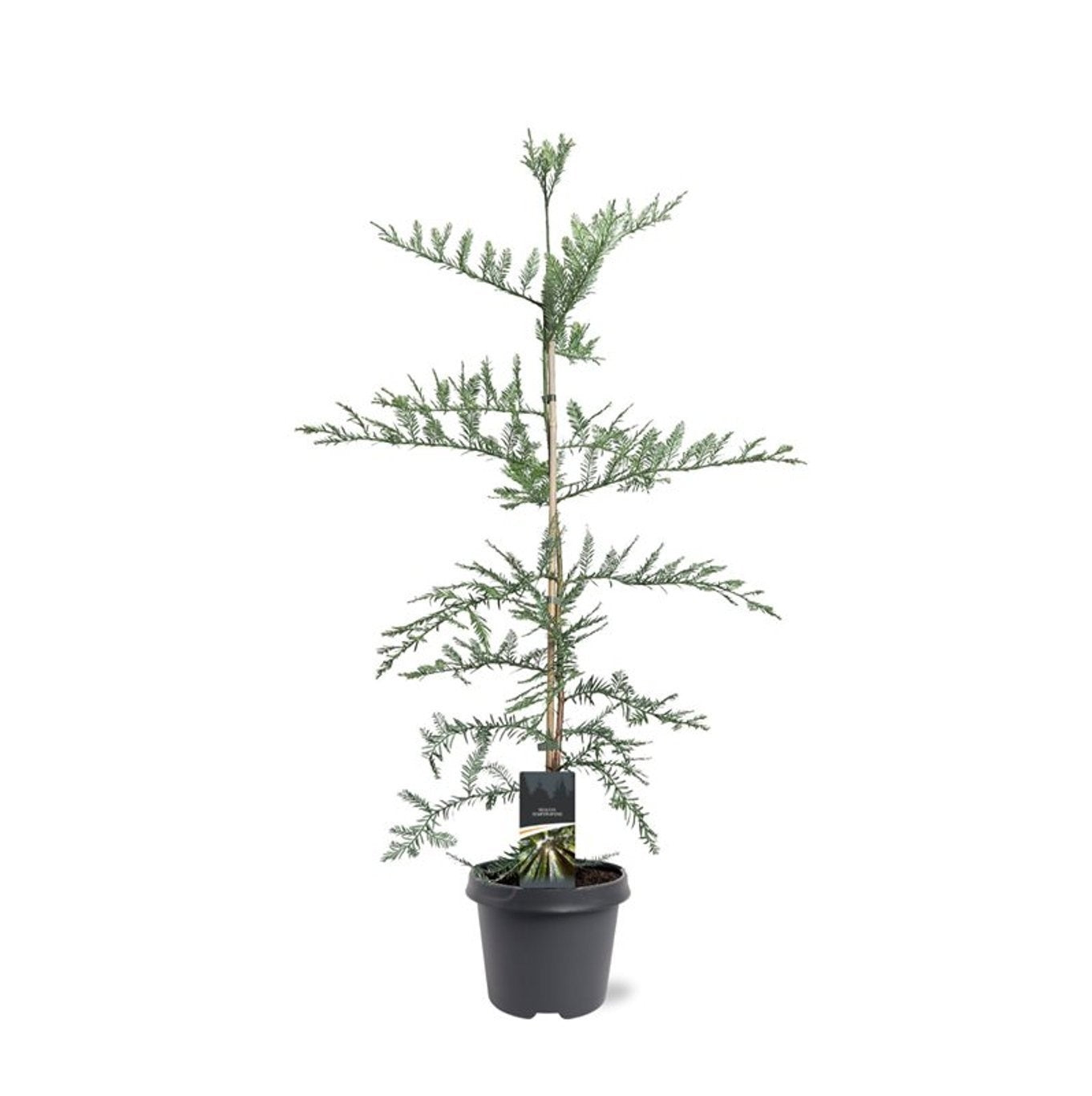 Sequoia sempervirens Adpressa 100cm 23cm Pot