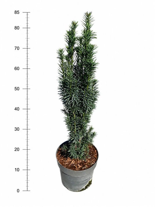 Taxus Fastigiata Robusta 75cm 26cm Pot