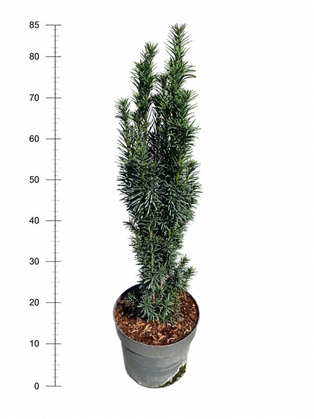 Taxus Fastigiata Robusta 75cm 26cm Pot