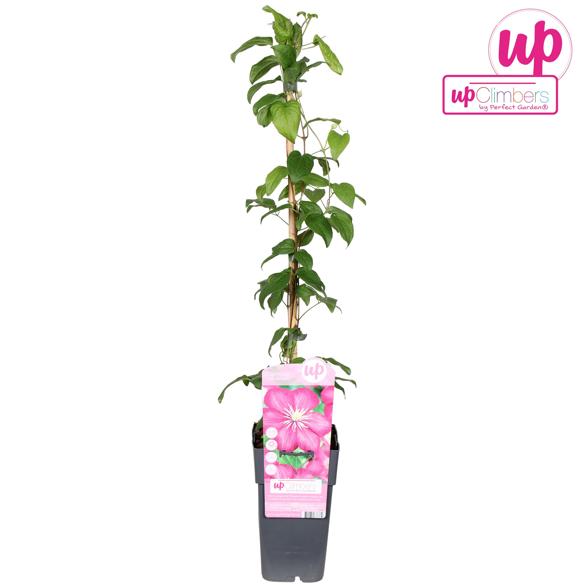 Clematisi Ville de Lyon 65cm 15cm Pot