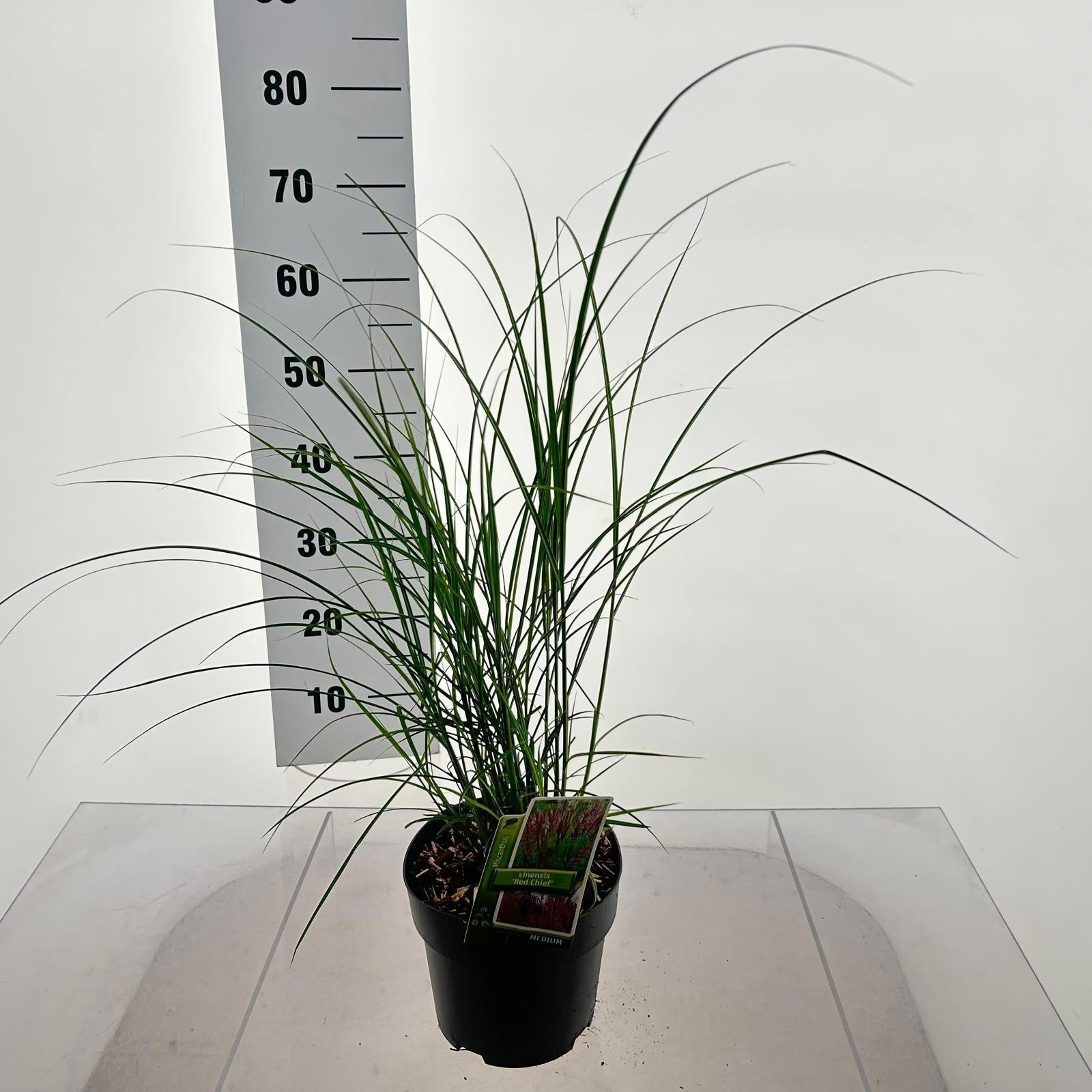 Miscanthus sinensis Red Chief 40cm 19cm Pot