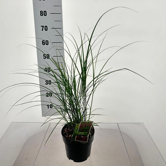 Miscanthus sinensis Red Chief 40cm 19cm Pot