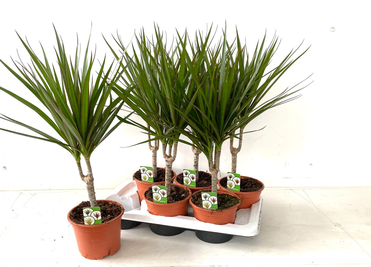 Dracaena marginata 75cm 17cm Pot